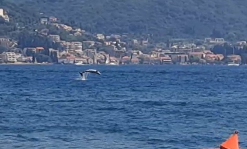 Fenomenalan prizor uhvaćen na crnogorskom primorju: Delfin obradovao mještane i turiste