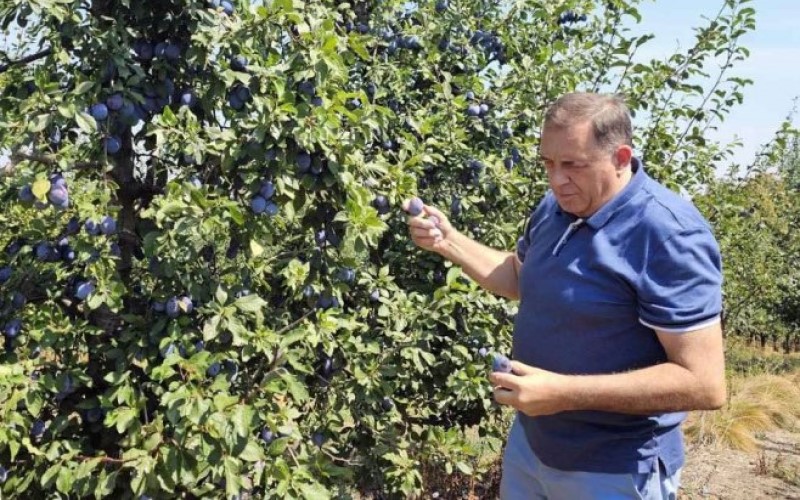 Dodik pomaže u branju šljiva: Ponosan na naš narod koji radi na svojim imanjima VIDEO