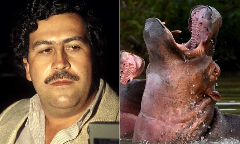 U Kolumbiji ubijaju Eskobarove nilske konje: Ugrožavaju lokalnu zajednicu