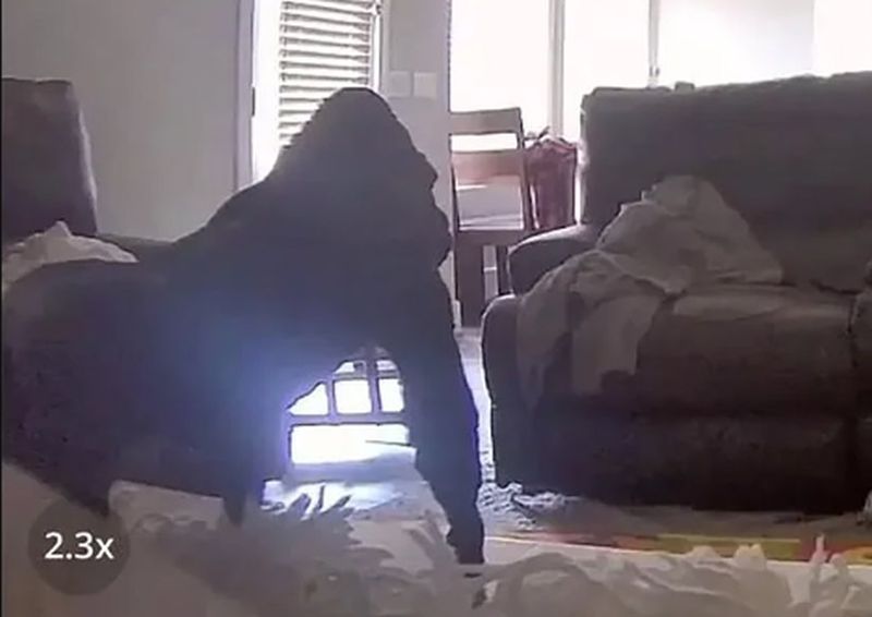 Majku uhvatila panika kad je na kameri u bebinoj sobi ugledala gorilu, a onda je shvatila gdje je pogriješila FOTO