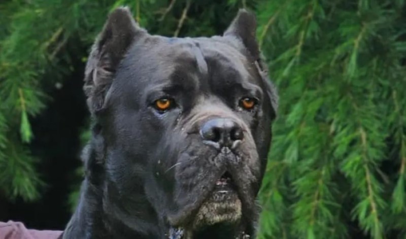 Traži se Kimbo: Nikoli nestao pas, nudi pozamašnu nagradu onome ko ga pronađe FOTO