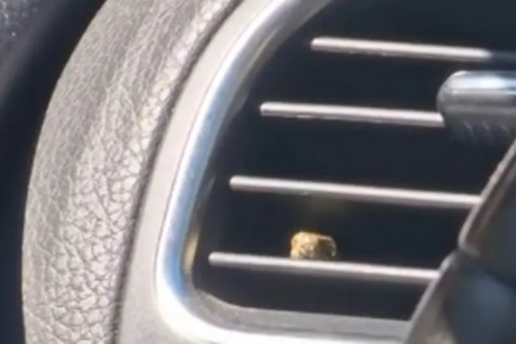 Viri iz klima uređaja: Zmija se uvukla u automobil VIDEO