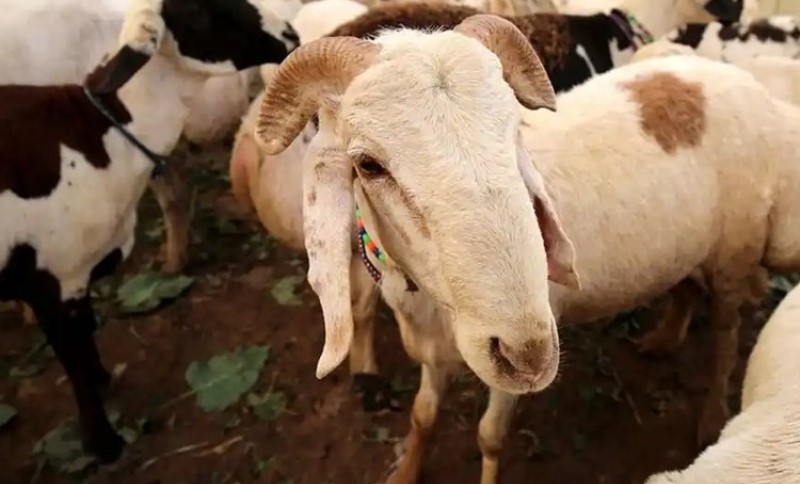 Epidemija kozje kuge u Grčkoj: Vlada uvela privremenu zabranu kretanja ili klanja ovaca i koza