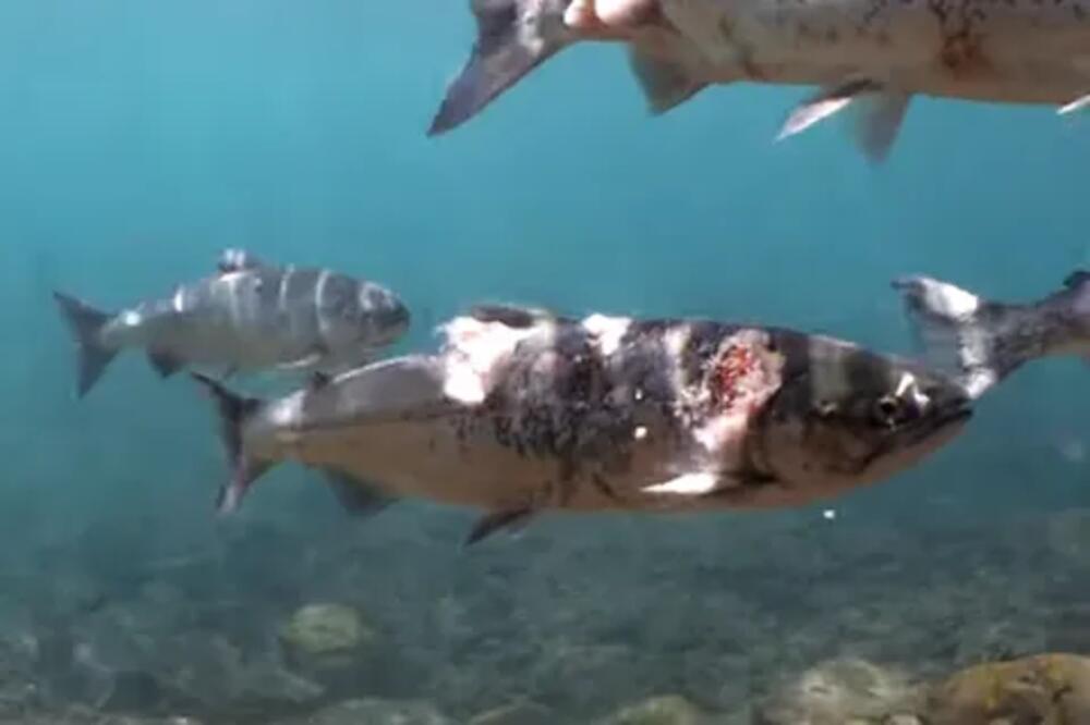 Šokantno otkriće naučnika: Kokain promijenio ponašanje lososa