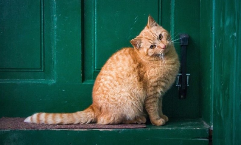 Stanovnici u strahu: Pronađeno mnogo mrtvih mačaka