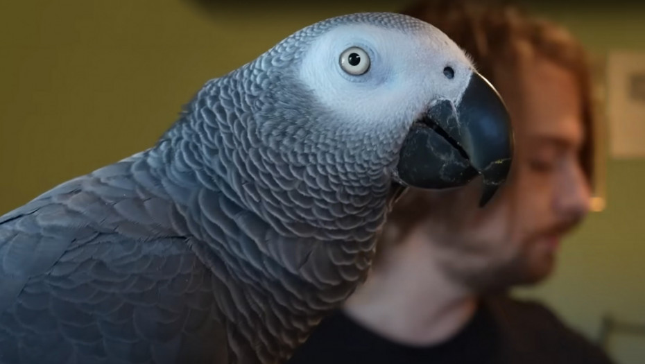 Upisan u Ginisovu knjigu rekorda: Papagaj Apolo pokazao zavidnu sposobnost prepoznavanja predmeta VIDEO