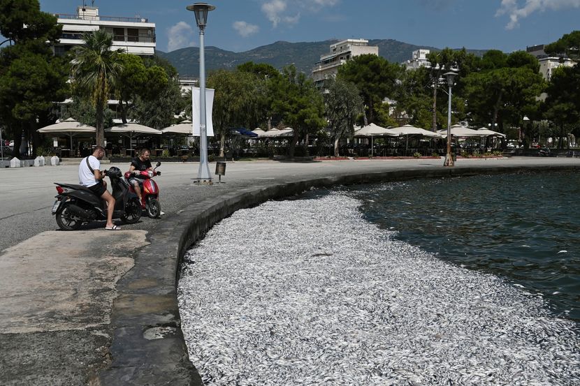 Iz mora u Grčkoj izvađeno 57 tona mrtve ribe: Otkriveno šta je dovelo do ovog fenomena