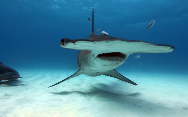 Jezive scene zabilježene na obali Meksika: Ajkula probila kavez sa turistom VIDEO