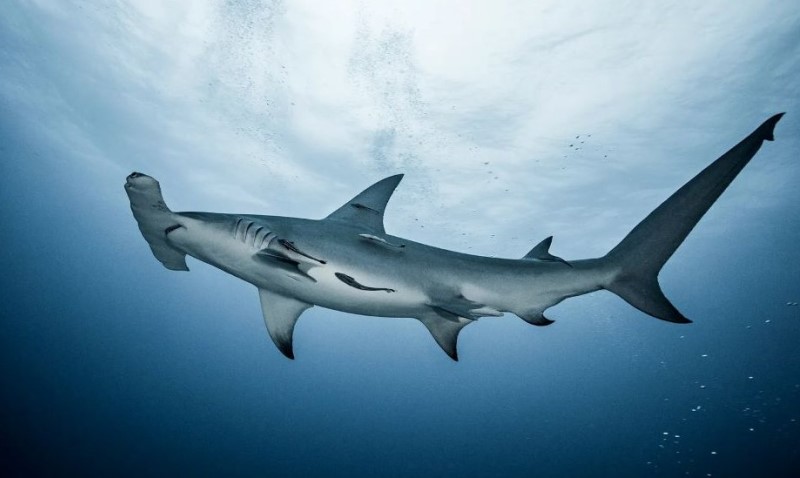 Tik uz obalu prijeti opasnost! Ajkula od 750 kilograma primijećena kod popularnog ljetovališta