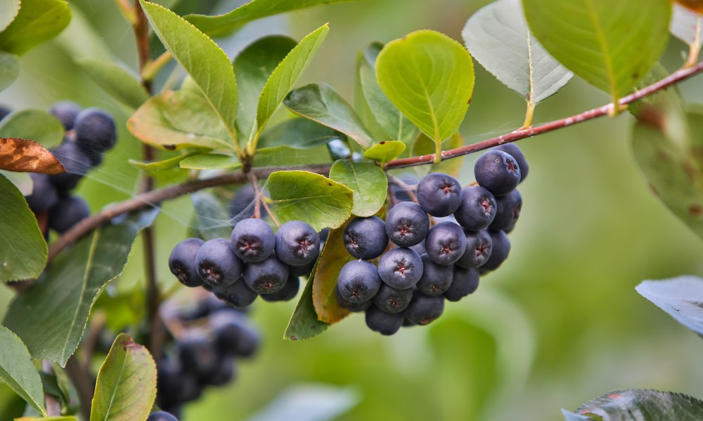 Ovo je najzdravija biljka na svijetu: Čuva srce i čisti jetru
