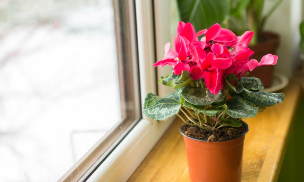 Ne vole zimu: Ovo je pravo vrijeme da biljke unesete u kuću