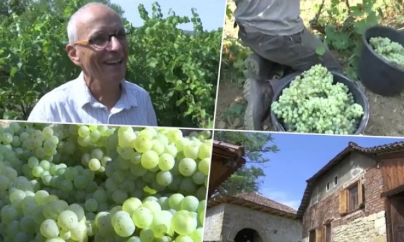 Proizvode vino već 15 godina: Muž i žena iz Francuske preporodili srpsko selo