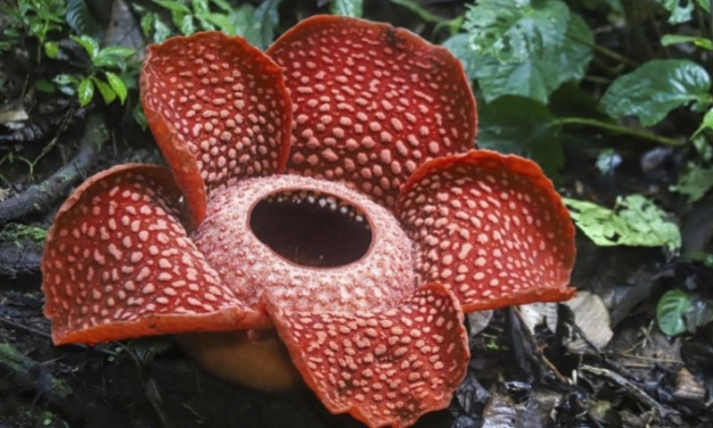 Insekte privlači odbojnim mirisom: Procvjetao najveći cvijet na svijetu