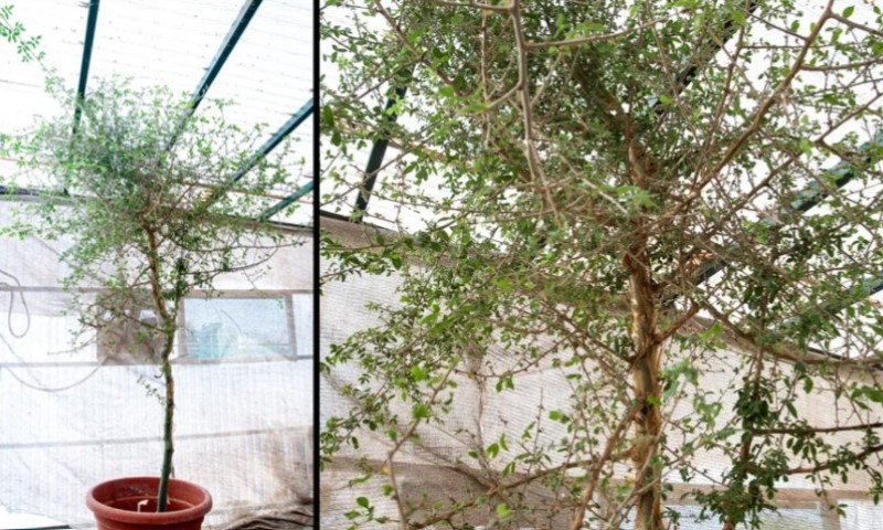 Nevjerovatna situacija: Sjeme staro 1000 godina oživjelo i izrodilo neobično drvo FOTO