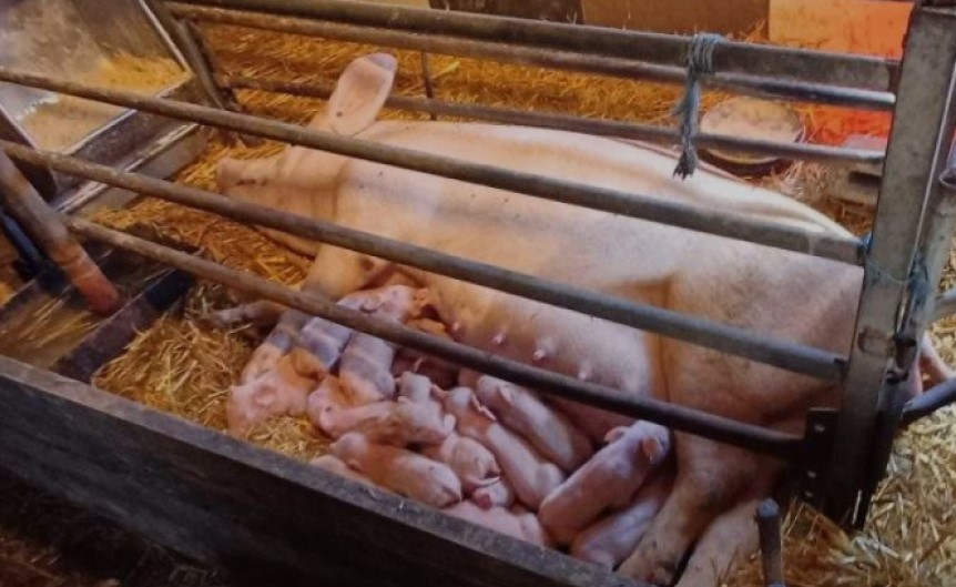 Domaćin iz BiH svjedočio pravom fenomenu: Krmača oprasila 26 prasića