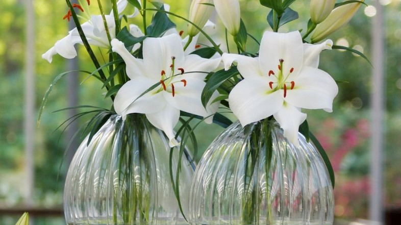 Bliži se zima: Sedam biljaka koje sprečavaju buđ i vlagu u vašem domu