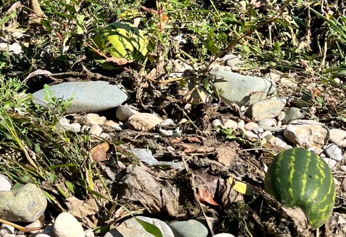 Nema mosta, ima lubenica: Neobičan urod u banjalučkom Docu FOTO