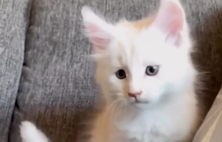 Vlasnica ga jedva uzme u naručje: Kupila mače dobila džina FOTO