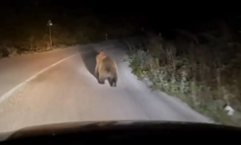 Sve češća pojava: Medvjed ponovo snimljen na putevima Srpske VIDEO