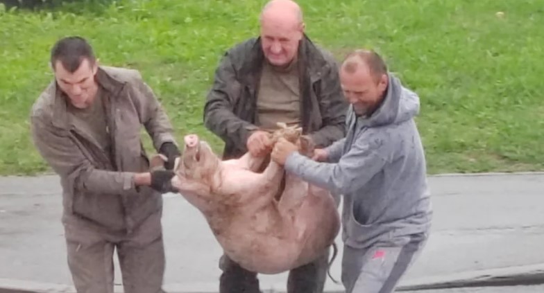 Lutalo po kružnom toku, pa uhvaćeno: Izgubljeno prase vraćeno vlasniku