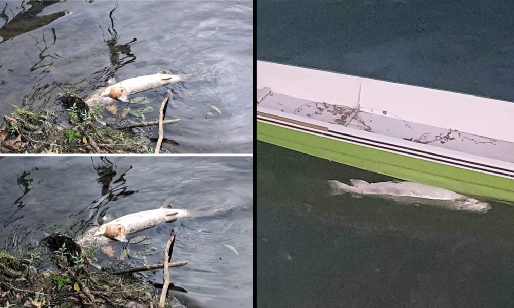 Blago nam nestaje pred nosom: Pomor Mladice u Vrbasu prolazi nezapaženo FOTO