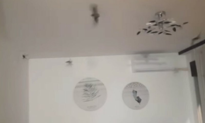 Šišmiši okupirali stan: Neobična intervencija vatrogasaca u Banjaluci VIDEO