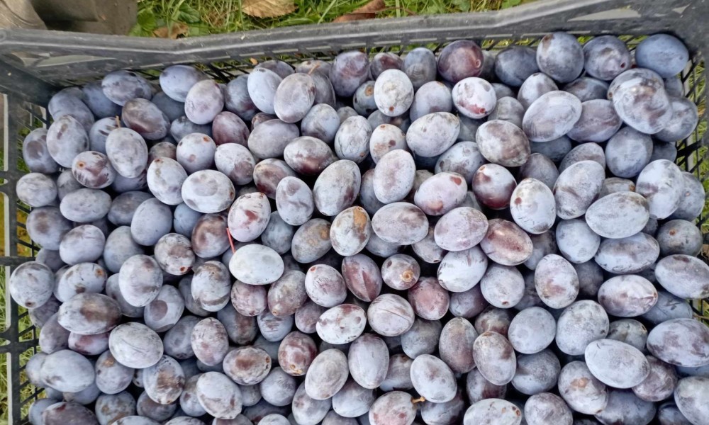 Katastrofa u Potkozarju: Berbe šljiva neće biti