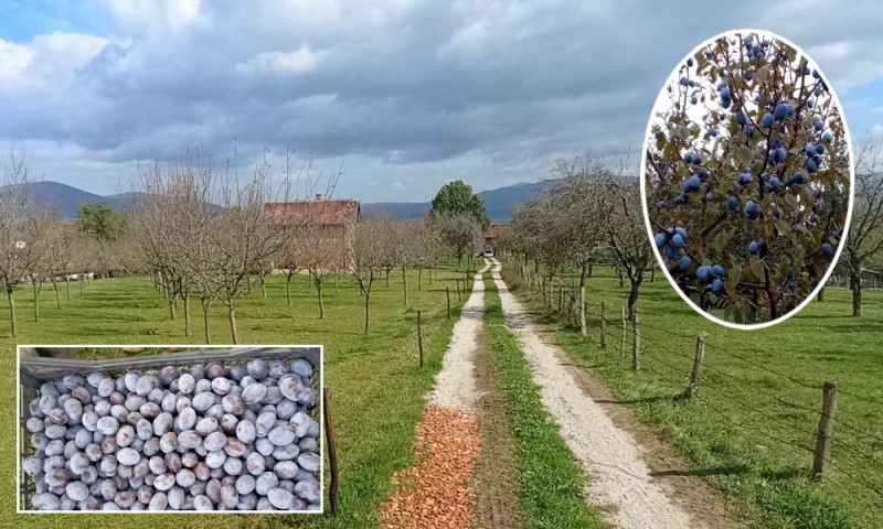 Domaćini jedva stižu da je pokupe! Rod šljive odličan, biće dobre rakije i pekmeza: Evo i po kojim cijenama FOTO