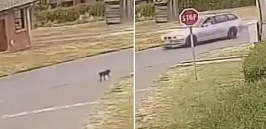 Autom pregazio psa, pa dodao gas! Snimak uznemirio javnost VIDEO