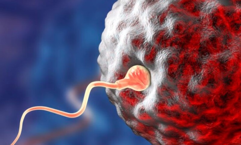 Sve smo u školi učili pogrešno: Bebe se ne prave tako što najbrži spermatozoid oplodi jajnu ćeliju