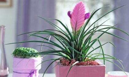 Naslovna slika br 28