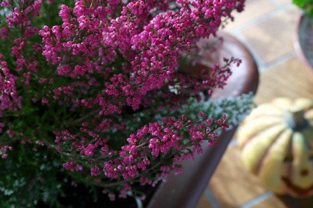 Hladnoća mu ne može ništa: Ovaj cvijet je najbolji ukras tokom jeseni i zime