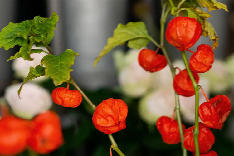 Posadite najljepši jesenji cvijet: Trenutno je najtraženiji na svijetu