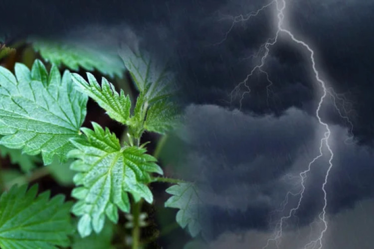 “Neće grom u koprive” – kako je nastao ovaj izraz i šta znači?