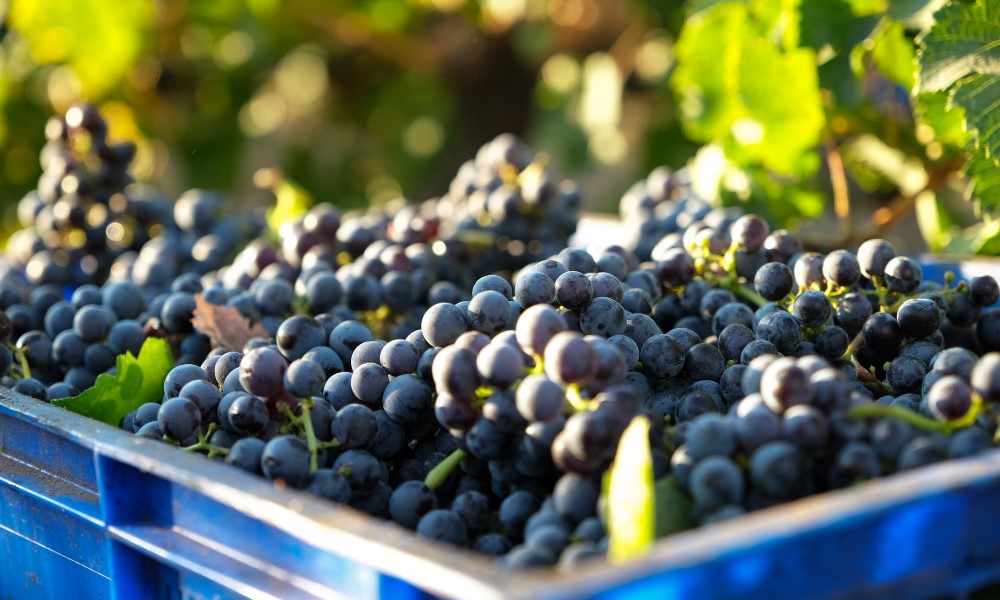 Pravi dar prirode! Grožđe je više od slatkog zalogaja: Zdravlje u svakom zrnu