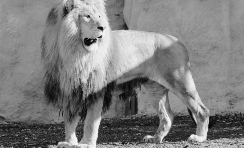 Preminuo čuveni Leo: ZOO vrt u Zagrebu napustio jedan od najpoznatijih stanovnika