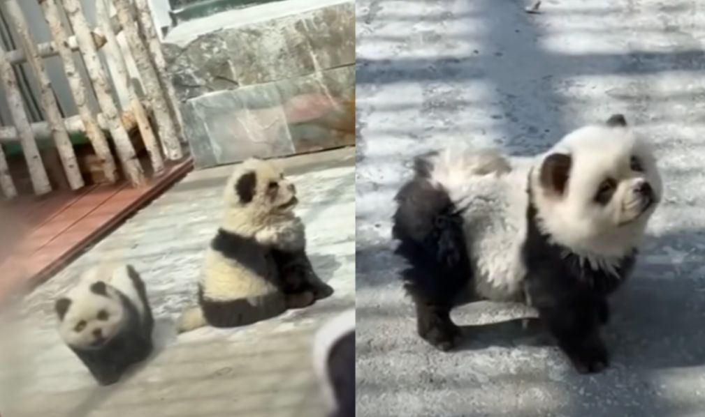 Prevara vijeka!? U kineskom zoološkom vrtu se pojavile neobične pande, posjetioci bijesni VIDEO