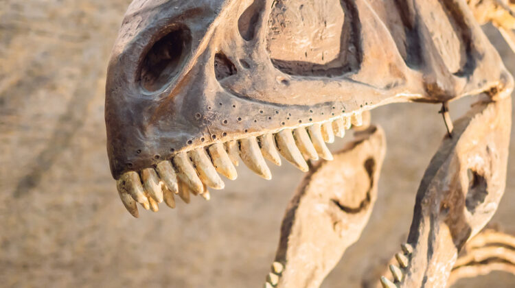 U Kanadi otkrivena lobanja dinosaurusa teška skoro 300 kilograma