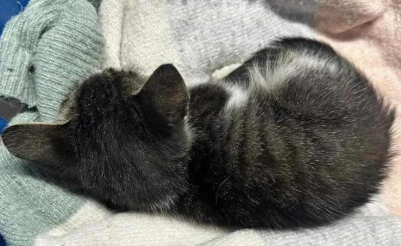 Tužna vijest: Uprkos svim naporima uginulo mače koje je zlostavljao šestogodišnji dječak