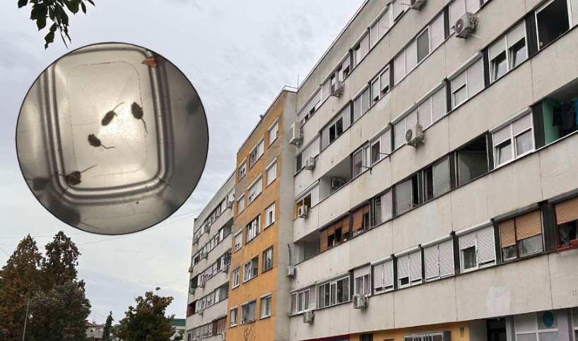 Sam napravio klopku: Banjalučanin u stanu “ulovio” deset miševa VIDEO