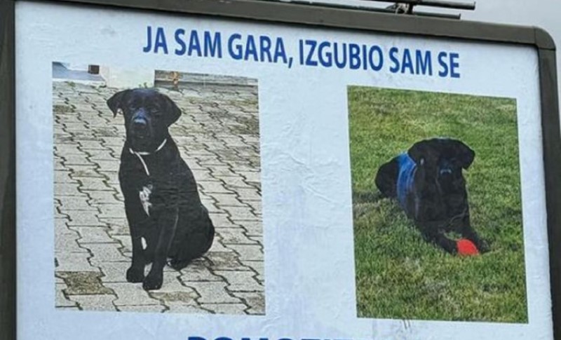 Potraga za Garom: Čovjek zakupio bilbord da oglasi nestanak psa, nudi i vrijednu nagradu