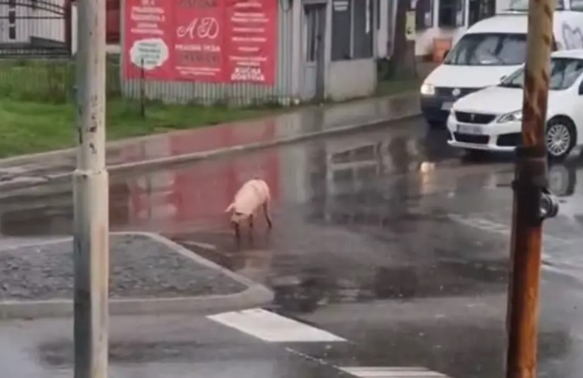 Vozači iznenađeni: Prase u kružnom toku VIDEO