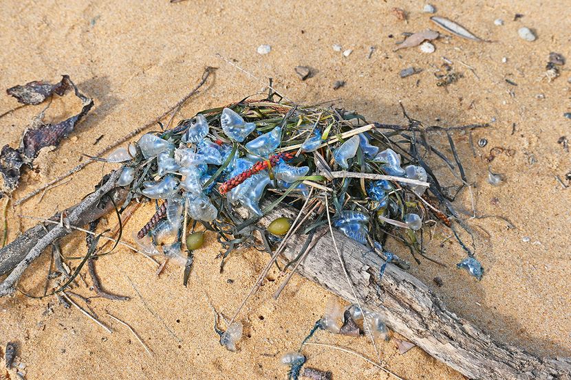 Misteriozno stvorenje otkriveno na plaži nakon oluje VIDEO