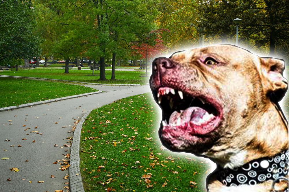 Užas! Staford izujedao mladića i djevojku na ulici, sa teškim povredama primljeni u bolnicu