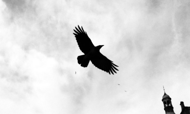 Milioni u nevjerici gledaju snimak iz BiH: “Aj ti objasni šefu da je vrana pojela… ” VIDEO