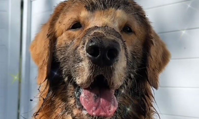 Zlatni retriver postao viralni hit: Najpopularniji pas na svijetu kopira vlasnicu u svemu VIDEO