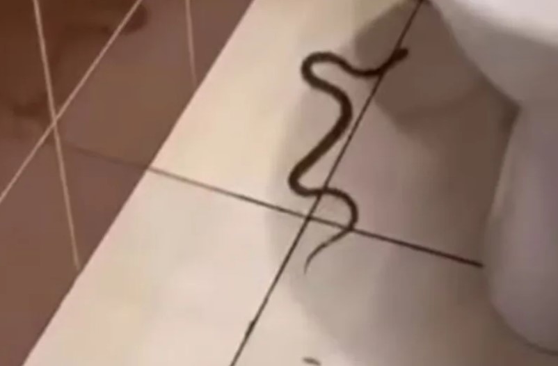 Drama u restoranu: Djevojka ušla u toalet i ugledala neželjenog gosta