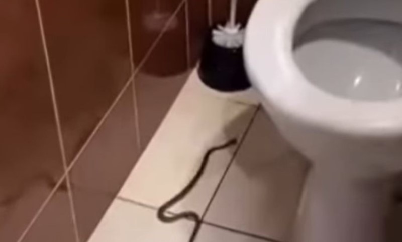 Zmija u toaletu restorana: “Nije kao da nisam precrkla, ali morala sam da snimim” VIDEO