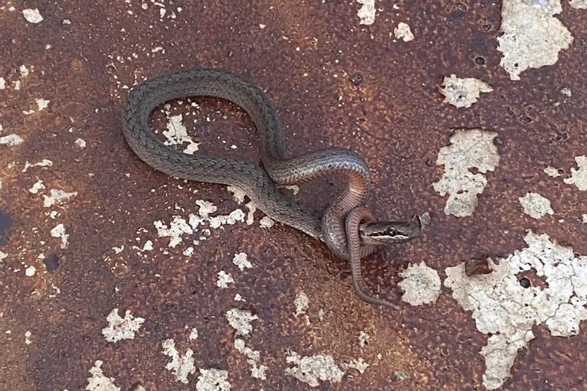 Snimio zmiju koja davi samu sebe: Nakon deset minuta uginula FOTO