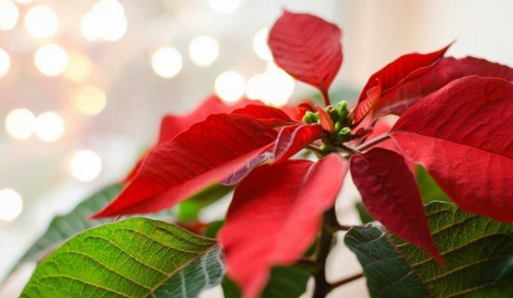 Predivna Božićna zvijezda: Evo kako je sačuvati i za sledeću godinu